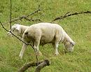 Click image for larger version. 

Name:	double-ended-sheep.jpg 
Views:	162 
Size:	288.9 KB 
ID:	963