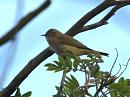 Click image for larger version. 

Name:	chiffchaff_sulham_filtered.jpg 
Views:	271 
Size:	522.9 KB 
ID:	97