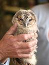 Click image for larger version. 

Name:	SHRUNK - 8975 - Tawny Owl Strix_aluco.jpg 
Views:	151 
Size:	361.1 KB 
ID:	9876