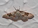 Click image for larger version. 

Name:	moth_P5287354.jpg 
Views:	414 
Size:	190.7 KB 
ID:	9890