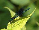 Click image for larger version. 

Name:	banded_demoiselle_P6017410.jpg 
Views:	177 
Size:	171.3 KB 
ID:	9946