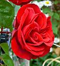 Click image for larger version. 

Name:	Red Rose.jpg 
Views:	200 
Size:	364.1 KB 
ID:	997