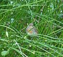 Click image for larger version. 

Name:	SH1144 - 090604 - Robin Erithacus_rubecula.jpg 
Views:	212 
Size:	250.4 KB 
ID:	9979