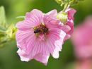 Click image for larger version. 

Name:	bees1.jpg 
Views:	179 
Size:	326.9 KB 
ID:	1322