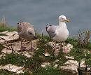 Click image for larger version. 

Name:	gull_juvenile_P8018855.jpg 
Views:	188 
Size:	435.2 KB 
ID:	11058