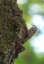 Click image for larger version. 

Name:	treecreeper_P5086317.jpg 
Views:	182 
Size:	88.9 KB 
ID:	17304