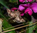 Click image for larger version. 

Name:	SH9519 -0908 20-Silver_Y - Autographa_gamma.jpg 
Views:	157 
Size:	487.3 KB 
ID:	11197