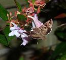 Click image for larger version. 

Name:	SH9533 -0908 20-Silver_Y - Autographa_gamma.jpg 
Views:	145 
Size:	381.5 KB 
ID:	11202