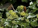 Click image for larger version. 

Name:	SH2087 -1009 12-comma Butterflies.jpg 
Views:	158 
Size:	327.5 KB 
ID:	15900