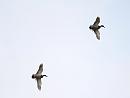 Click image for larger version. 

Name:	mallards_P5092217.jpg 
Views:	180 
Size:	46.6 KB 
ID:	13696