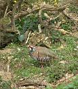 Click image for larger version. 

Name:	Red-legged Partridge.JPG 
Views:	258 
Size:	546.8 KB 
ID:	16866