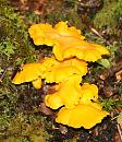 Click image for larger version. 

Name:	fungi 3.JPG 
Views:	998 
Size:	119.9 KB 
ID:	1541