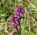 Click image for larger version. 

Name:	orchis_militaris_1.jpg 
Views:	227 
Size:	184.6 KB 
ID:	4573