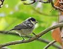 Click image for larger version. 

Name:	Coal Tit (Periparus ater) DSC_0038.jpg 
Views:	350 
Size:	88.5 KB 
ID:	13937