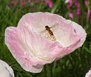 Click image for larger version. 

Name:	Poppy Hoverfly.JPG 
Views:	235 
Size:	68.8 KB 
ID:	15259