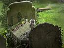 Click image for larger version. 

Name:	SH3432 -1010 02-Squirrel on grave.jpg 
Views:	236 
Size:	327.7 KB 
ID:	16042