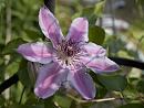 Click image for larger version. 

Name:	SH5903 -1005 25-Clematis-Nelly_Moser.jpg 
Views:	186 
Size:	262.3 KB 
ID:	13879