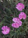 Click image for larger version. 

Name:	SH6149 -1005 25-Pinks-Dianthus.jpg 
Views:	187 
Size:	251.6 KB 
ID:	13885