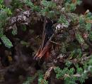 Click image for larger version. 

Name:	Woodland Grasshopper (Omocestus rufipes) IMG_0007_edited-2.jpg 
Views:	211 
Size:	287.8 KB 
ID:	15238