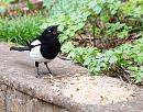 Click image for larger version. 

Name:	Magpie (Pica pica) DSC_0278.JPG 
Views:	161 
Size:	171.5 KB 
ID:	13728