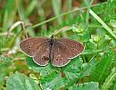 Click image for larger version. 

Name:	Ringlet (Aphantopus hyperantus) DSC_0277.jpg 
Views:	158 
Size:	128.8 KB 
ID:	14640