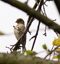 Click image for larger version. 

Name:	SH6941 -0910 29-House Sparrow-Passer_domesticus.jpg 
Views:	142 
Size:	346.7 KB 
ID:	11788