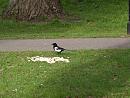 Click image for larger version. 

Name:	SH9772 -1004 09-Magpie-Pica_pica.jpg 
Views:	345 
Size:	228.3 KB 
ID:	13373