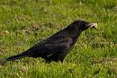 Click image for larger version. 

Name:	SH1196 -1004 15-Carrion Crow-Corvus_corone.jpg 
Views:	176 
Size:	284.7 KB 
ID:	13457