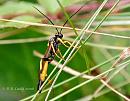 Click image for larger version. 

Name:	Wasp - Apanteles glomeratus.jpg 
Views:	192 
Size:	102.9 KB 
ID:	795