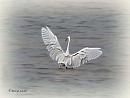 Click image for larger version. 

Name:	Little__Egret_DSC_0162.jpg 
Views:	450 
Size:	42.1 KB 
ID:	19956