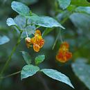 Click image for larger version. 

Name:	SH8887 -0908 16-Impatiens_ capensis - Orange_balsam.jpg 
Views:	163 
Size:	243.3 KB 
ID:	11158