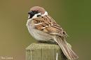 Click image for larger version. 

Name:	Tree sparrow (1).jpg 
Views:	218 
Size:	146.2 KB 
ID:	18807