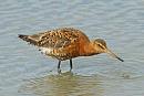 Click image for larger version. 

Name:	godwit1.jpg 
Views:	365 
Size:	32.3 KB 
ID:	17791