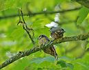 Click image for larger version. 

Name:	Nuthatch (Sitta europaea) DSC_0188.jpg 
Views:	329 
Size:	96.5 KB 
ID:	13941