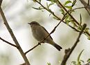 Click image for larger version. 

Name:	Chiffchaff_P4033560.jpg 
Views:	176 
Size:	93.9 KB 
ID:	17030