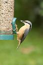Click image for larger version. 

Name:	Nuthatch fr 1.jpg 
Views:	182 
Size:	228.8 KB 
ID:	3297