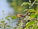 Click image for larger version. 

Name:	Robin (Erithacus rubecula) DSC_0037.jpg 
Views:	185 
Size:	95.0 KB 
ID:	14090