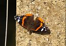 Click image for larger version. 

Name:	Red_admiral_P5025367.jpg 
Views:	218 
Size:	308.6 KB 
ID:	17232