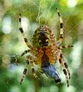 Click image for larger version. 

Name:	Spider at lunch.jpg 
Views:	614 
Size:	292.3 KB 
ID:	1264