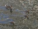 Click image for larger version. 

Name:	SH3187 -1007 10-mallard ducklings.jpg 
Views:	344 
Size:	259.5 KB 
ID:	14917