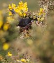 Click image for larger version. 

Name:	Dartford Warbler 1.JPG 
Views:	208 
Size:	424.9 KB 
ID:	16941