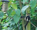 Click image for larger version. 

Name:	Great Spotted Woodpecker TVB.JPG 
Views:	188 
Size:	411.9 KB 
ID:	17460