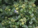 Click image for larger version. 

Name:	SH2993 -1009 28-Blue_Tit.jpg 
Views:	176 
Size:	282.0 KB 
ID:	15997