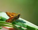 Click image for larger version. 

Name:	Small Skipper (Thymelicus sylvestris) DSC_0101.jpg 
Views:	188 
Size:	70.7 KB 
ID:	14288