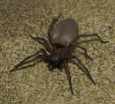 Click image for larger version. 

Name:	SH3009 -1007 09-spider.jpg 
Views:	185 
Size:	347.4 KB 
ID:	15116