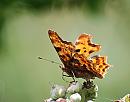 Click image for larger version. 

Name:	Comma (Polygonia c-album) DSC_0006.jpg 
Views:	158 
Size:	79.7 KB 
ID:	14883