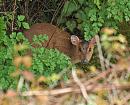 Click image for larger version. 

Name:	muntjac_P4284912.jpg 
Views:	150 
Size:	281.5 KB 
ID:	9362