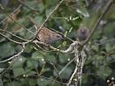 Click image for larger version. 

Name:	SH6989 -1103 13-Dunnock-Prunella_modularis.jpg 
Views:	189 
Size:	311.4 KB 
ID:	16954