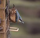 Click image for larger version. 

Name:	Nuthatch_PB206113.JPG 
Views:	218 
Size:	360.9 KB 
ID:	19610