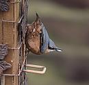 Click image for larger version. 

Name:	Nuthatch_PB206119.JPG 
Views:	220 
Size:	381.9 KB 
ID:	19611